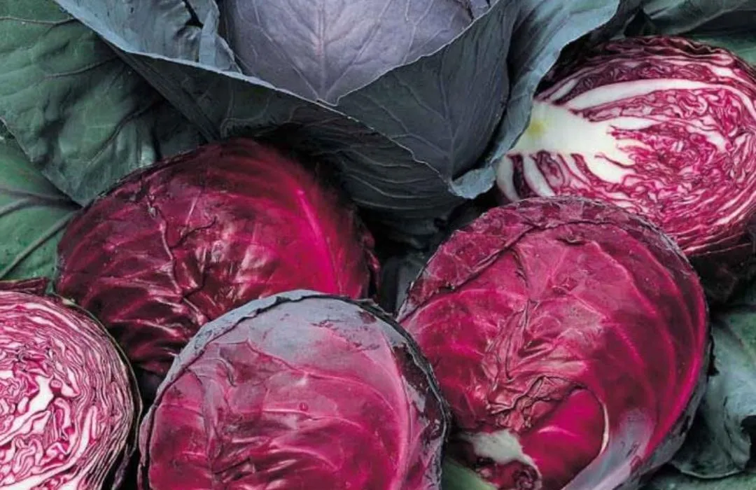Red Cabbage F1 - Image 2