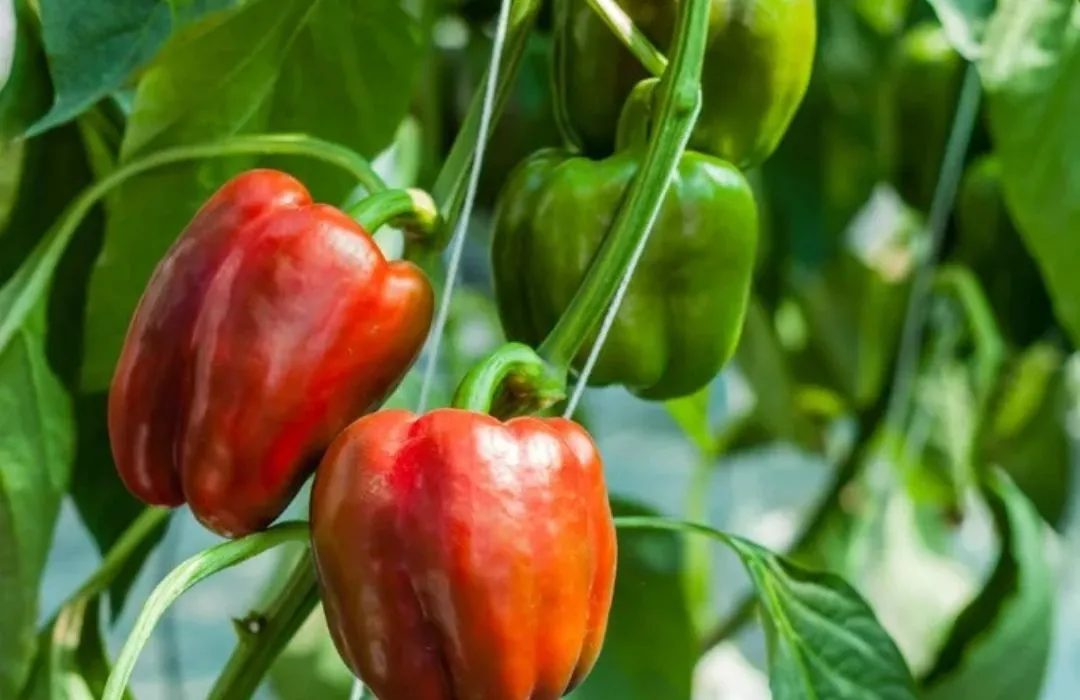 Capsicum F1 hybrid - Image 2