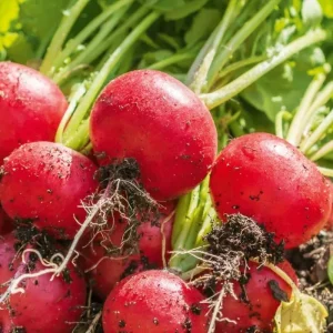 Radish Red Round F1