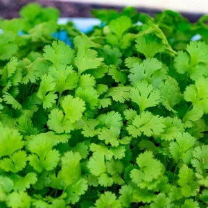 Coriander F1