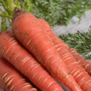 Carrot F1 Hybrid